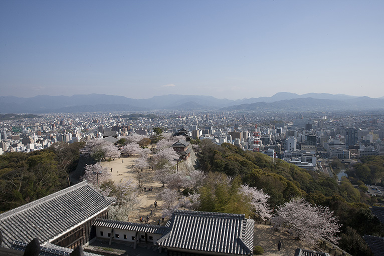 松山城の桜