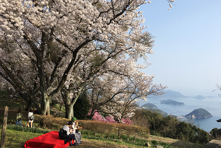 紫雲出山の桜