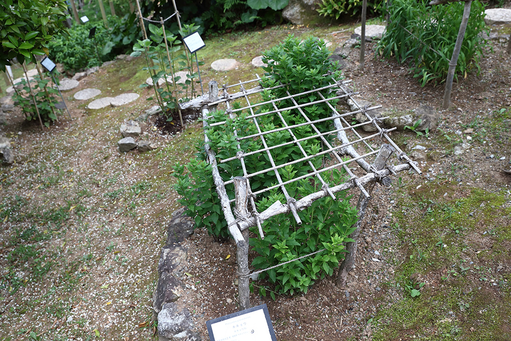 牧野植物園