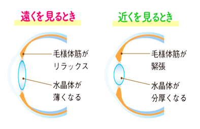 遠くを見るとき　近くを見るとき