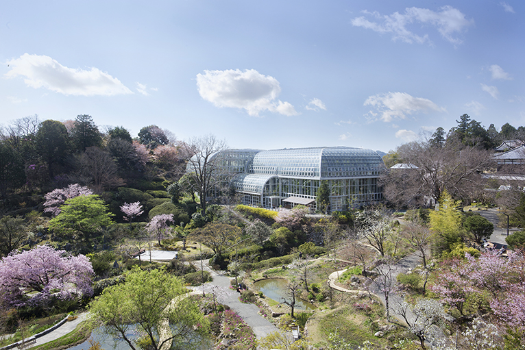 牧野植物園の桜