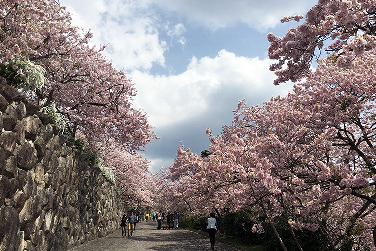 八百萬神之御殿の桜